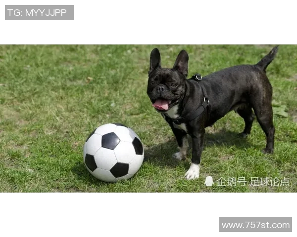 韩国狗狗足球明星的名字与他们的精彩故事分享